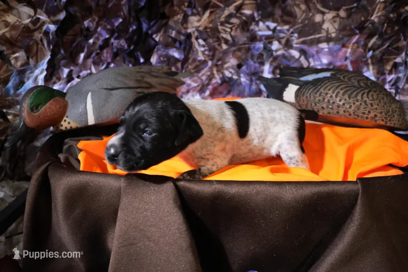 Puppy #10 – German Shorthaired Pointer puppy for sale in Evansville, WY