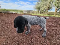 Puppy #6, a male German Shorthaired Pointer for sale in Evansville, WY – 9 of 10
