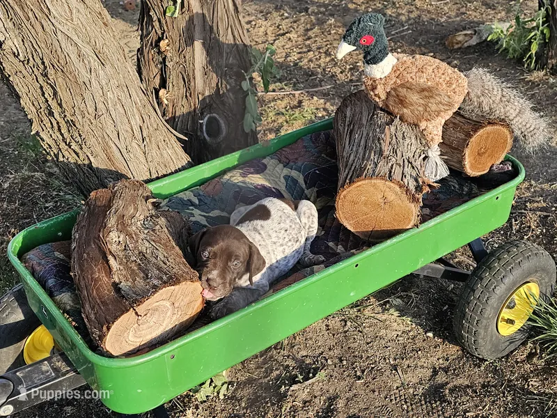 Puppy #5 – German Shorthaired Pointer puppy for sale in Evansville, WY