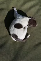 Puppy #5, a female German Shorthaired Pointer for sale in Evansville, WY – 1 of 2
