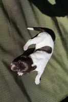 Puppy #5, a female German Shorthaired Pointer for sale in Evansville, WY – 2 of 2