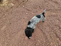 Puppy #7, a female German Shorthaired Pointer for sale in Evansville, WY – 10 of 10