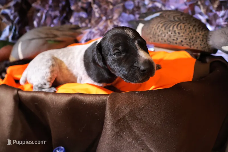 Puppy #7 – German Shorthaired Pointer puppy for sale in Evansville, WY