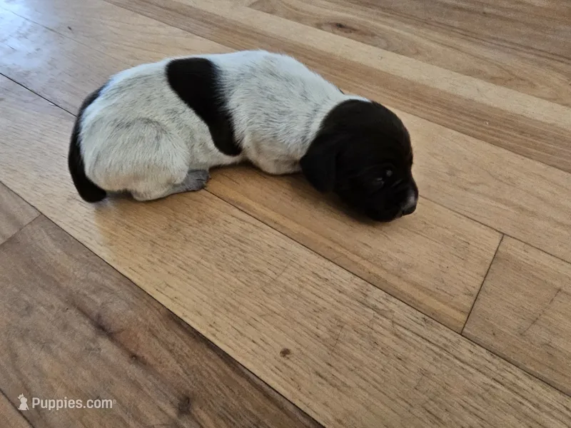 Puppy #5 – German Shorthaired Pointer puppy for sale in Evansville, WY