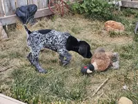 Puppy #7, a female German Shorthaired Pointer for sale in Evansville, WY – 4 of 10