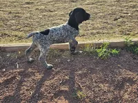 Puppy #8, a male German Shorthaired Pointer for sale in Evansville, WY – 2 of 10