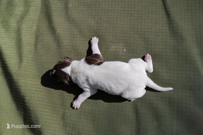 Puppy #2 – German Shorthaired Pointer puppy for sale in Evansville, WY