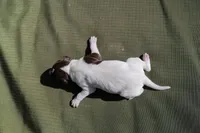Puppy #2, a male German Shorthaired Pointer for sale in Evansville, WY – 1 of 2
