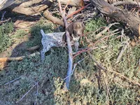 Puppy #2, a male German Shorthaired Pointer for sale in Evansville, WY – 5 of 9