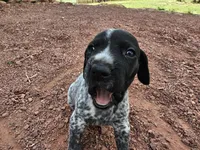 Puppy #9, a female German Shorthaired Pointer for sale in Evansville, WY – 8 of 10