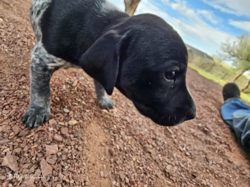 Puppy #7 – German Shorthaired Pointer puppy for sale in Evansville, WY