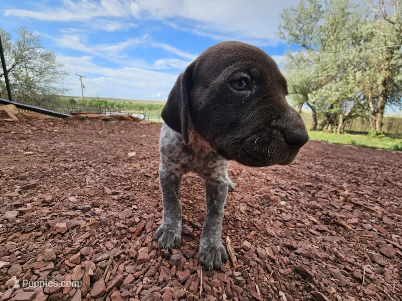 Puppy #5 – German Shorthaired Pointer puppy for sale in Evansville, WY