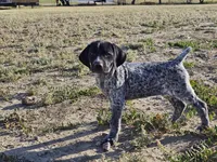 Puppy #9, a female German Shorthaired Pointer for sale in Evansville, WY – 1 of 10