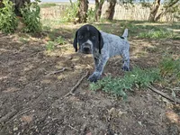 Puppy #8, a male German Shorthaired Pointer for sale in Evansville, WY – 7 of 10