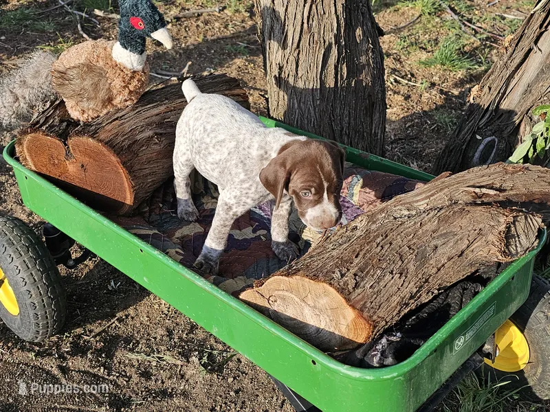 Puppy #3 – German Shorthaired Pointer puppy for sale in Evansville, WY