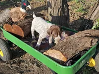 Puppy #3, a male German Shorthaired Pointer for sale in Evansville, WY – 7 of 10