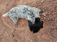 Puppy #9, a female German Shorthaired Pointer for sale in Evansville, WY – 9 of 10