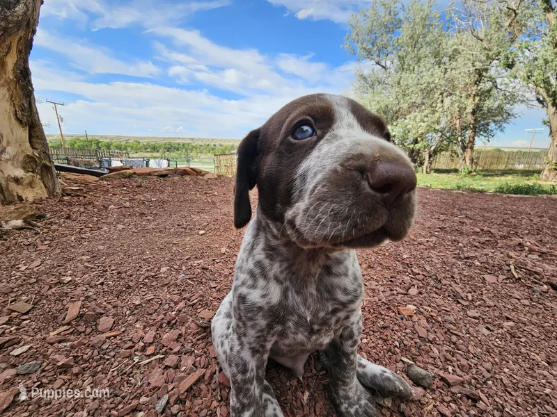 Puppy #4 – German Shorthaired Pointer puppy for sale in Evansville, WY