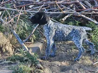 Puppy #9, a female German Shorthaired Pointer for sale in Evansville, WY – 10 of 10