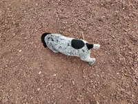 Puppy #6, a male German Shorthaired Pointer for sale in Evansville, WY – 10 of 10