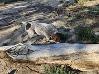 Puppy #3, a male German Shorthaired Pointer for sale in Evansville, WY – 2 of 10