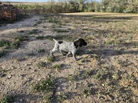 Puppy #8, a male German Shorthaired Pointer for sale in Evansville, WY – 6 of 10