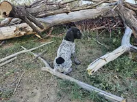 Puppy #8, a male German Shorthaired Pointer for sale in Evansville, WY – 5 of 10