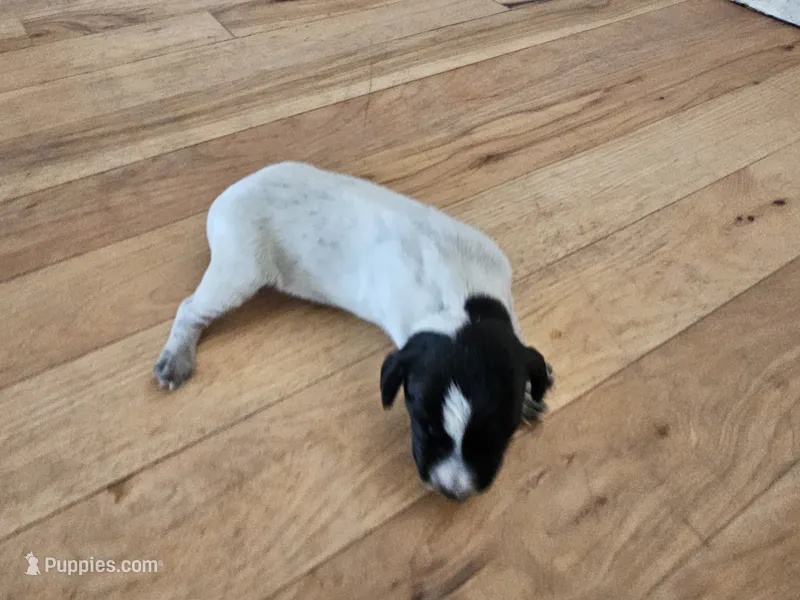 Puppy #9 – German Shorthaired Pointer puppy for sale in Evansville, WY