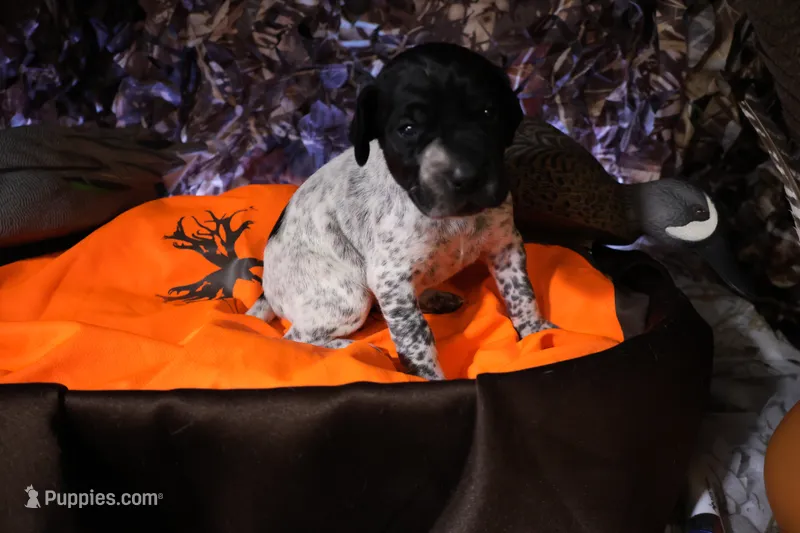 Puppy #6 – German Shorthaired Pointer puppy for sale in Evansville, WY