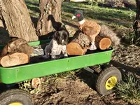 Puppy #6, a male German Shorthaired Pointer for sale in Evansville, WY – 7 of 10