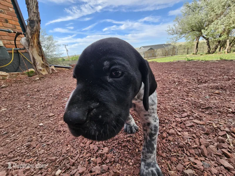 Puppy #6 – German Shorthaired Pointer puppy for sale in Evansville, WY