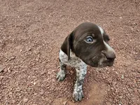 Puppy #2, a male German Shorthaired Pointer for sale in Evansville, WY – 9 of 9