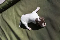 Puppy #4, a male German Shorthaired Pointer for sale in Evansville, WY – 1 of 2