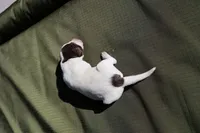 Puppy #4, a male German Shorthaired Pointer for sale in Evansville, WY – 2 of 2
