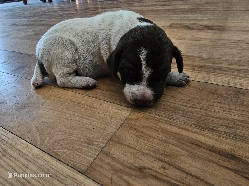 Puppy #3 – German Shorthaired Pointer puppy for sale in Evansville, WY