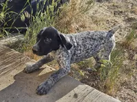 Puppy #9, a female German Shorthaired Pointer for sale in Evansville, WY – 4 of 10