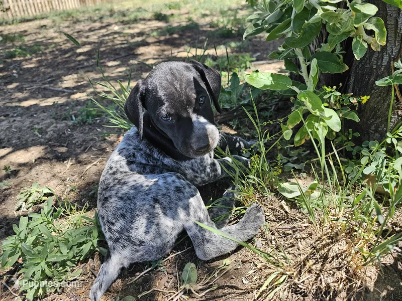Puppy #7 – German Shorthaired Pointer puppy for sale in Evansville, WY