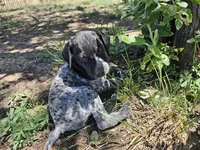 Puppy #7, a female German Shorthaired Pointer for sale in Evansville, WY – 6 of 10