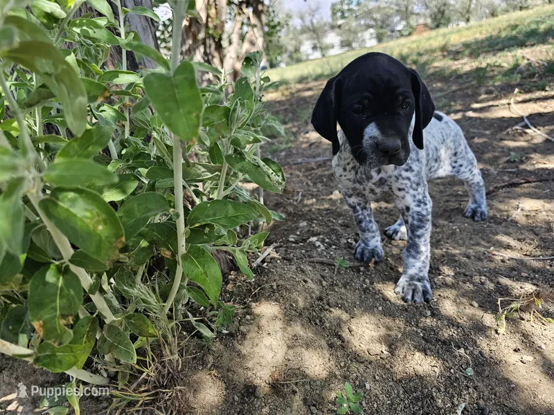 Puppy #6 – German Shorthaired Pointer puppy for sale in Evansville, WY