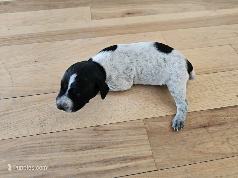Puppy #7 – German Shorthaired Pointer puppy for sale in Evansville, WY
