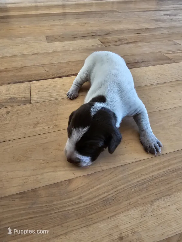 Puppy #4 – German Shorthaired Pointer puppy for sale in Evansville, WY