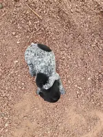 Puppy #7, a female German Shorthaired Pointer for sale in Evansville, WY – 9 of 10