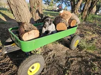 Puppy #7, a female German Shorthaired Pointer for sale in Evansville, WY – 7 of 10