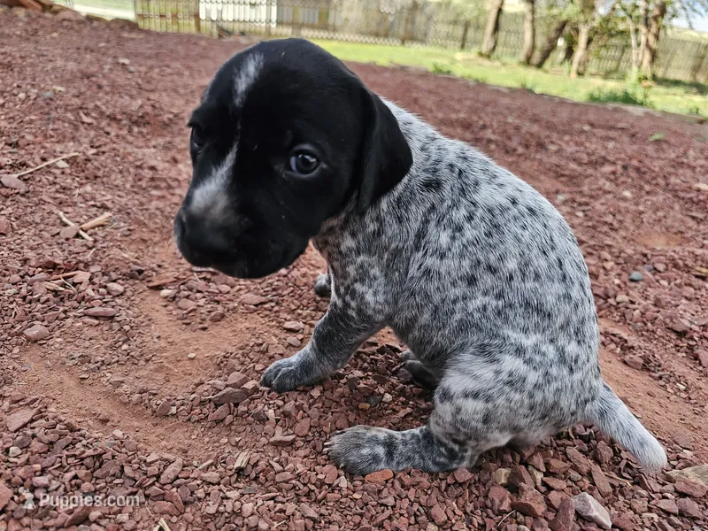 Puppy #9 – German Shorthaired Pointer puppy for sale in Evansville, WY