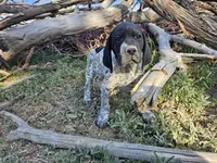Puppy #6, a male German Shorthaired Pointer for sale in Evansville, WY – 2 of 10