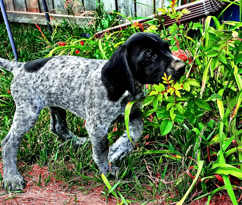 Puppy #8 – German Shorthaired Pointer puppy for sale in Evansville, WY