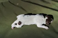 Puppy #3, a male German Shorthaired Pointer for sale in Evansville, WY – 2 of 2