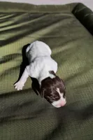 Puppy #3, a male German Shorthaired Pointer for sale in Evansville, WY – 1 of 2