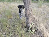 Puppy #7, a female German Shorthaired Pointer for sale in Evansville, WY – 2 of 10