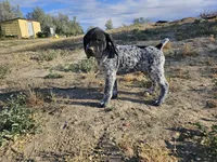 Puppy #6, a male German Shorthaired Pointer for sale in Evansville, WY – 4 of 10